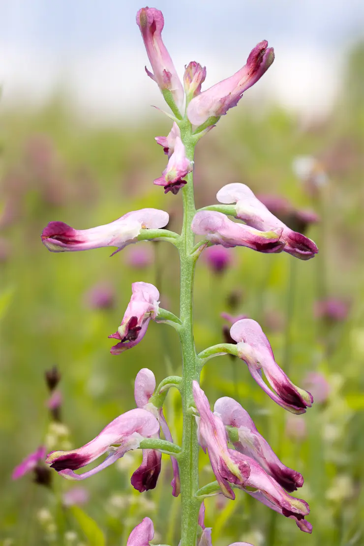 Echter Erdrauch (Fumaria officinalis)